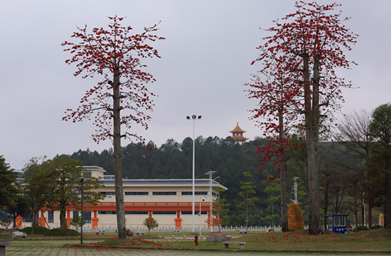 校园风景